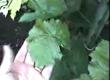How to Grow Grapes at Home